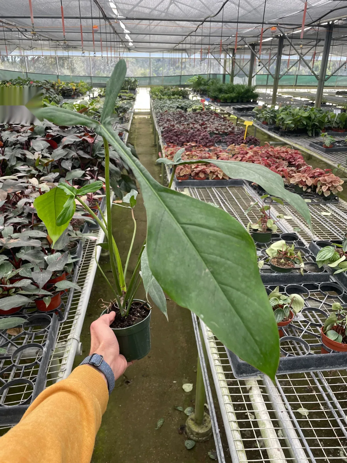 Philodendron 