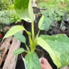 Philodendron Jose Bueno houseplant