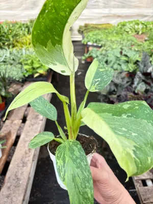 Philodendron Jose Bueno houseplant