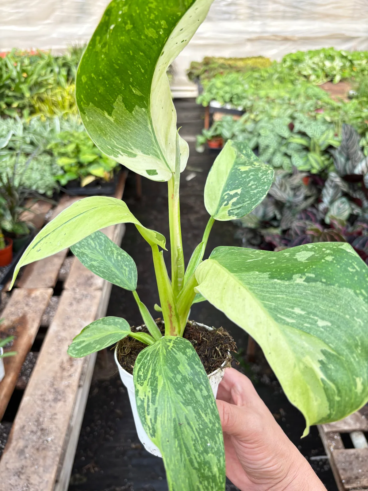 Philodendron Jose Bueno houseplant