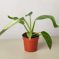Philodendron Jose Bueno — additional view