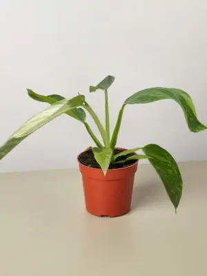 Philodendron Jose Bueno — additional view