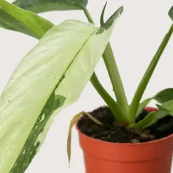 Philodendron Jose Bueno — additional view