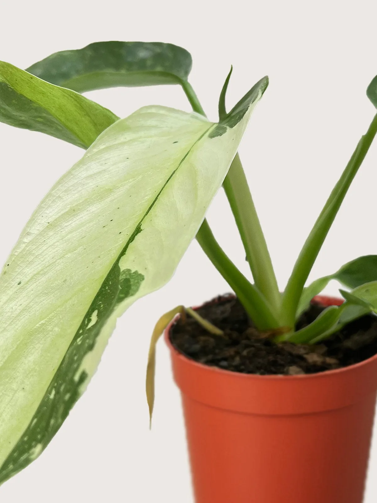 Philodendron Jose Bueno — additional view