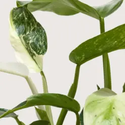 Philodendron Jose Bueno — additional view