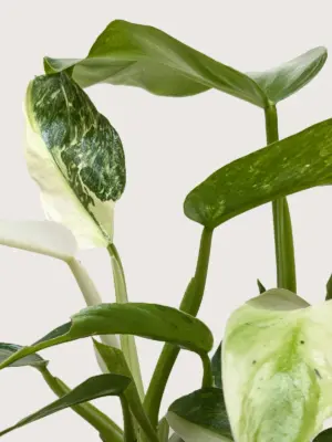 Philodendron Jose Bueno — additional view