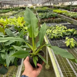 Philodendron 'Jungle Boogie' houseplant