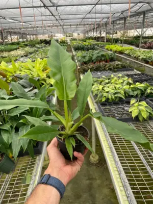 Philodendron 'Jungle Boogie' houseplant