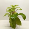 Philodendron 'Lemon Lime' houseplant
