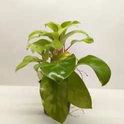 Philodendron 'Lemon Lime' houseplant