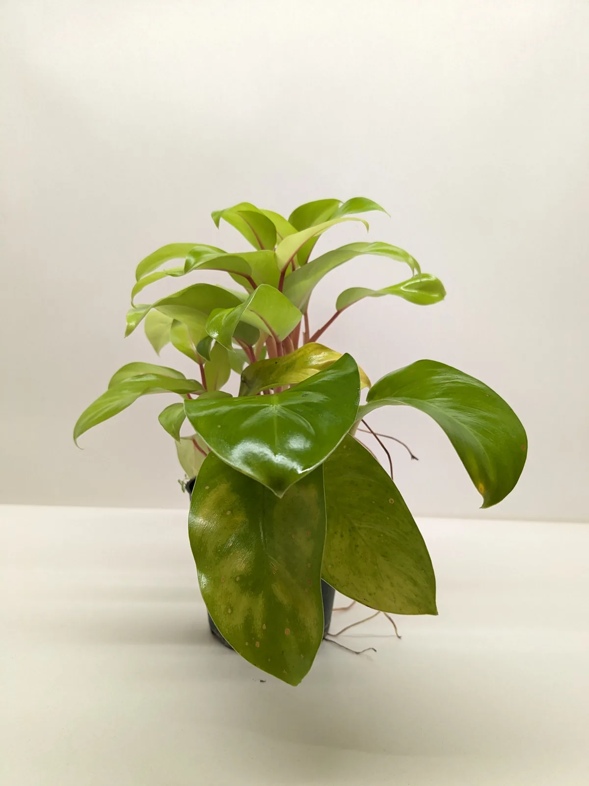 Philodendron 