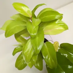 Philodendron 'Lemon Lime' — additional view