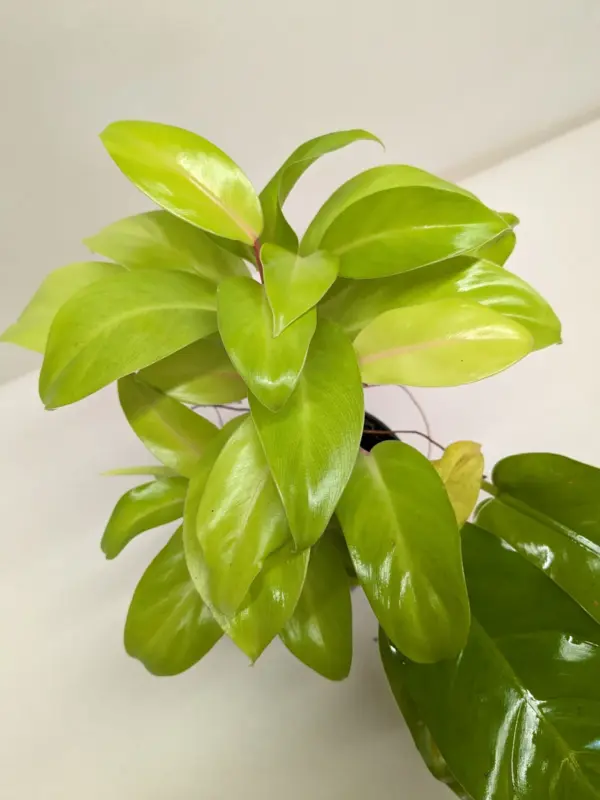 Philodendron 'Lemon Lime' — additional view