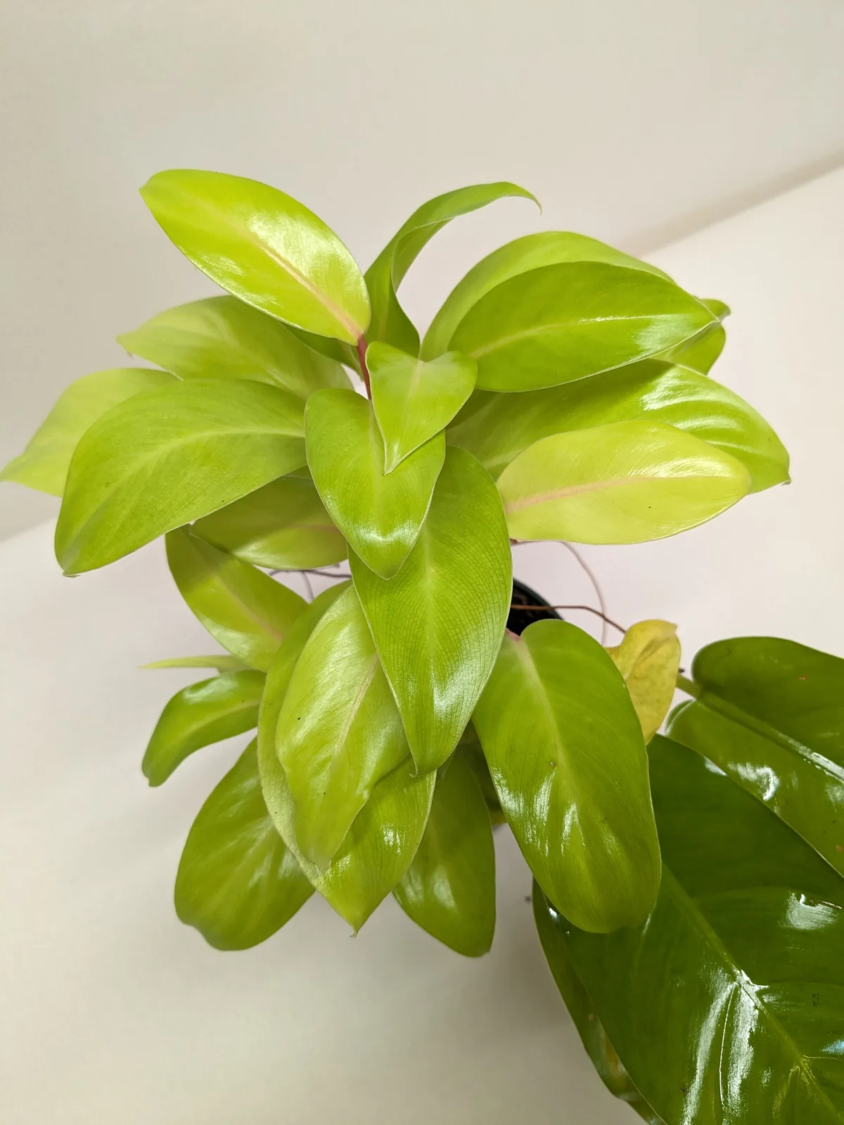Philodendron 