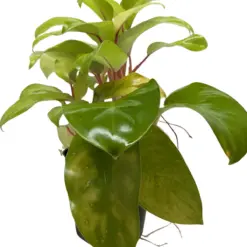 Philodendron 'Lemon Lime' — square crop