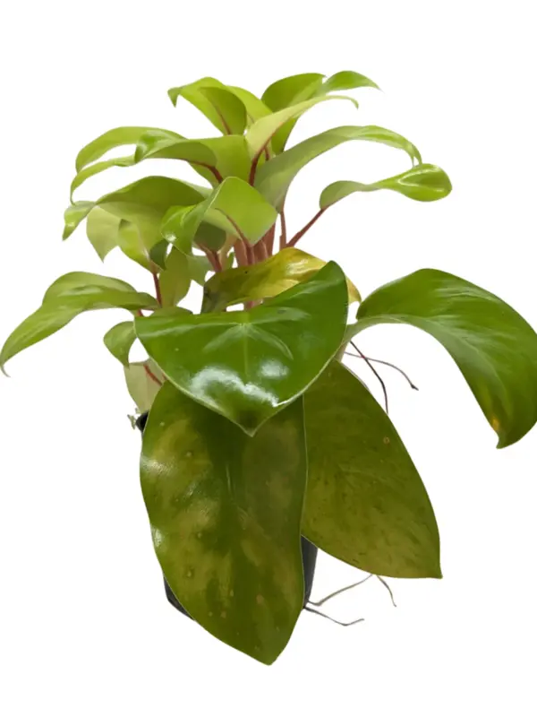 Philodendron 'Lemon Lime' — square crop