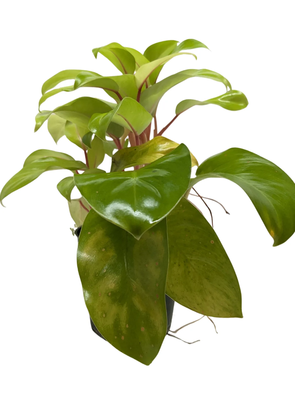 Philodendron 