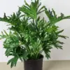 Philodendron 'Lickety Split' houseplant