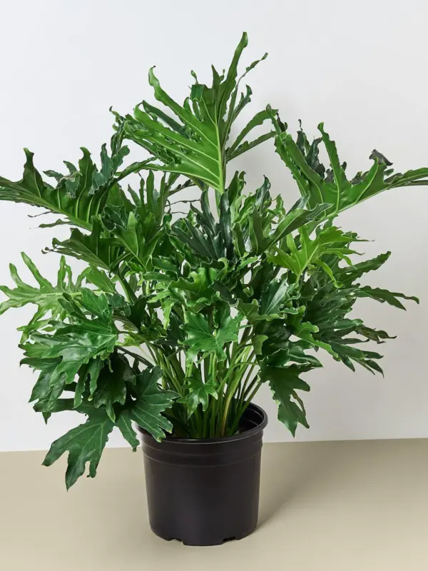 Philodendron 'Lickety Split' houseplant