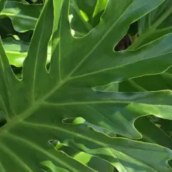 Philodendron 'Lickety Split' — leaf detail close-up