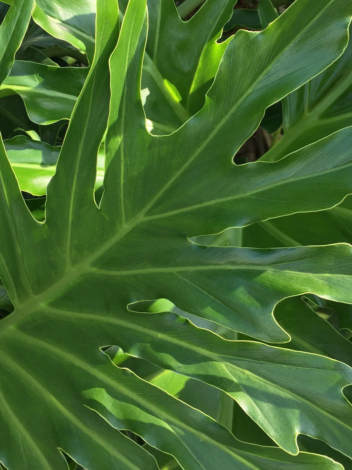 Philodendron 