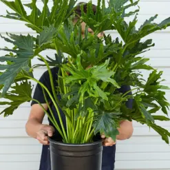 Philodendron 'Lickety Split' — held in hand for size reference