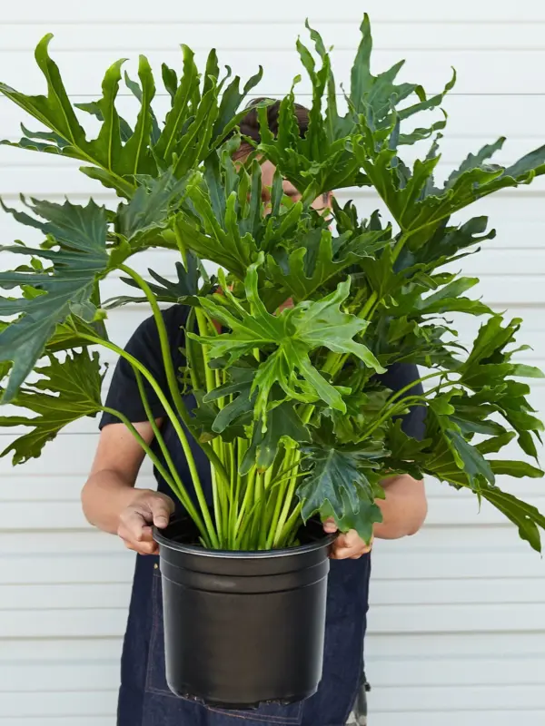 Philodendron 'Lickety Split' — held in hand for size reference