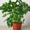 Philodendron ‚ÄòLittle Hope' houseplant