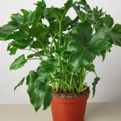 Philodendron ‘Little Hope' houseplant