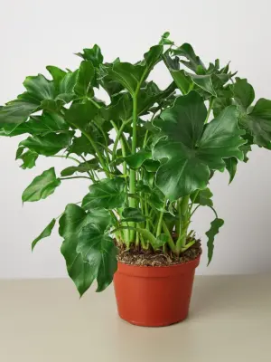 Philodendron ‚ÄòLittle Hope' houseplant