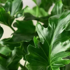 Philodendron ‚ÄòLittle Hope' — leaf detail close-up