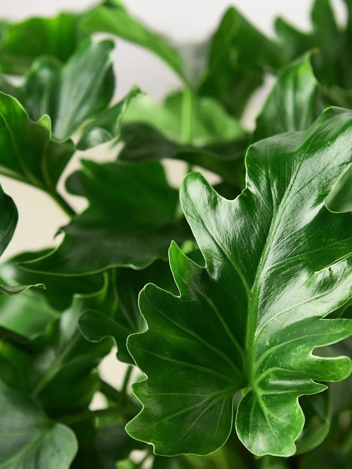 Philodendron ‚ÄòLittle Hope