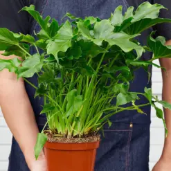 Philodendron ‚ÄòLittle Hope' — held in hand for size reference