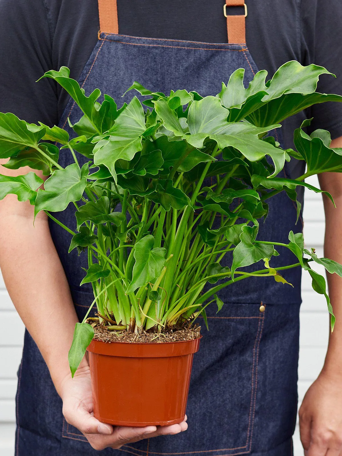 Philodendron ‚ÄòLittle Hope
