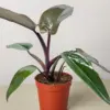 Philodendron Majesty houseplant