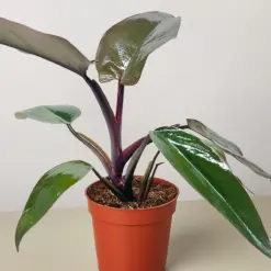 Philodendron Majesty houseplant