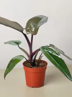 Philodendron Majesty houseplant