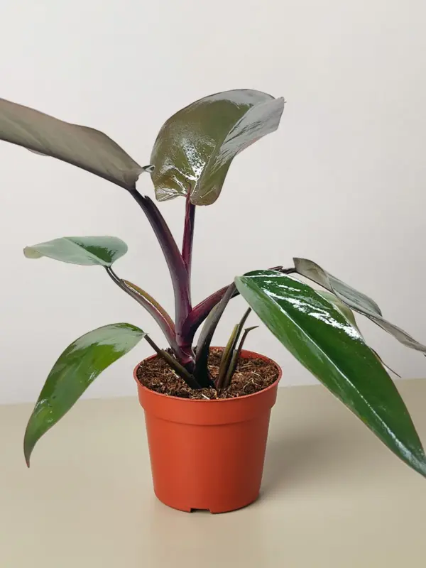 Philodendron Majesty houseplant