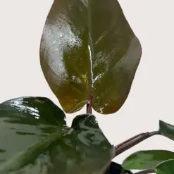 Philodendron Majesty — additional view