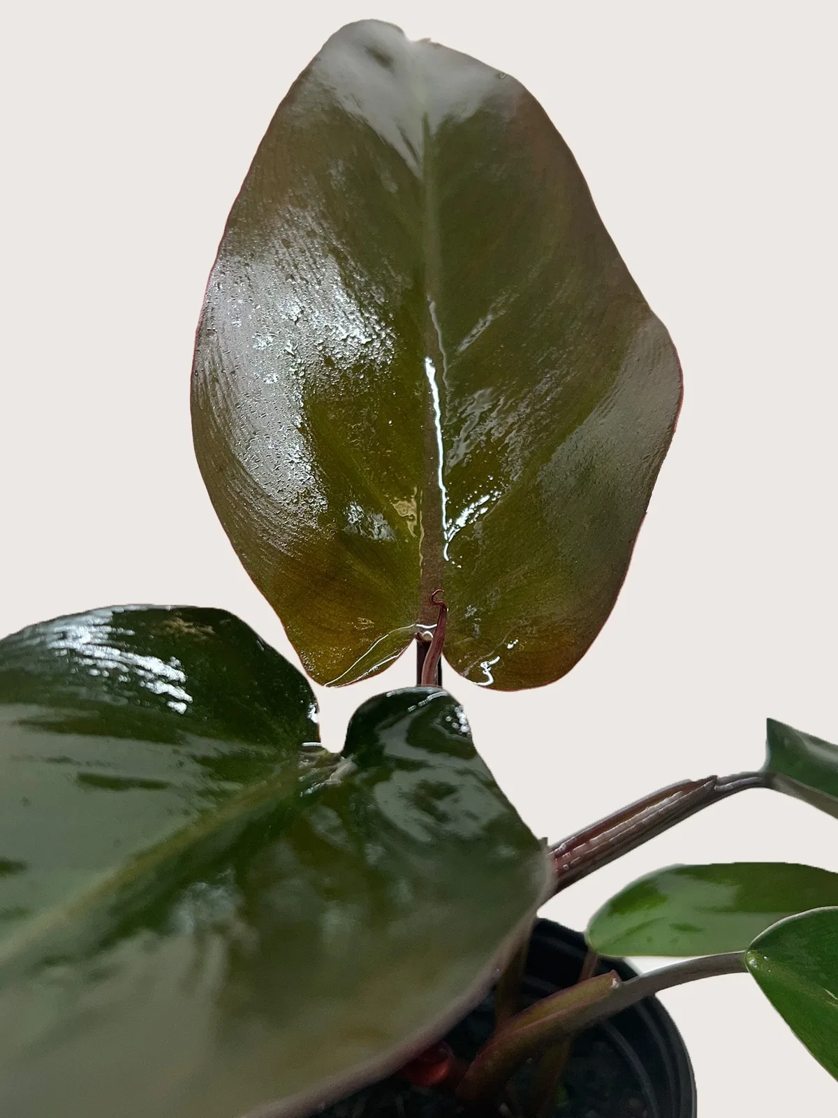 Philodendron Majesty — additional view
