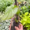Philodendron 'Mamei' houseplant