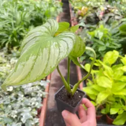 Philodendron 'Mamei' houseplant