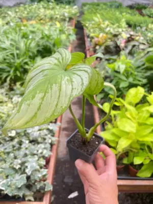 Philodendron 'Mamei' houseplant