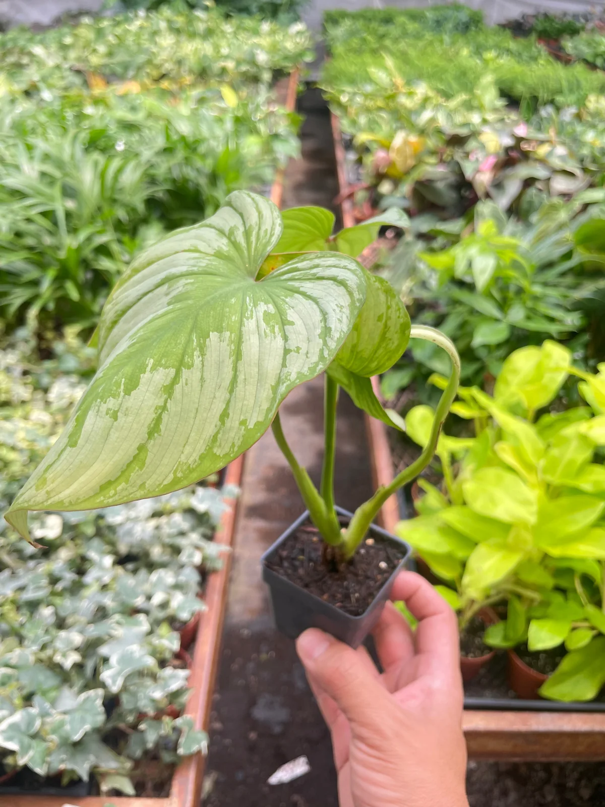 Philodendron 