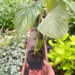 Philodendron 'Mamei' — additional view