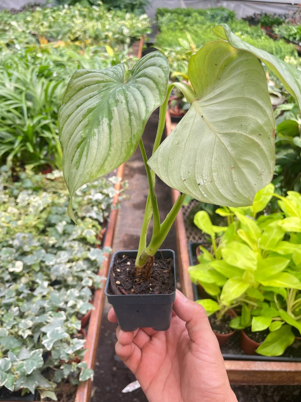 Philodendron 