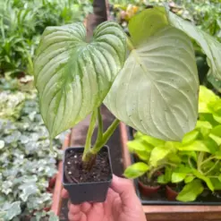 Philodendron 'Mamei' — additional view