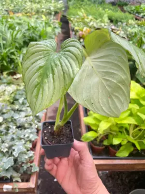 Philodendron 'Mamei' — additional view