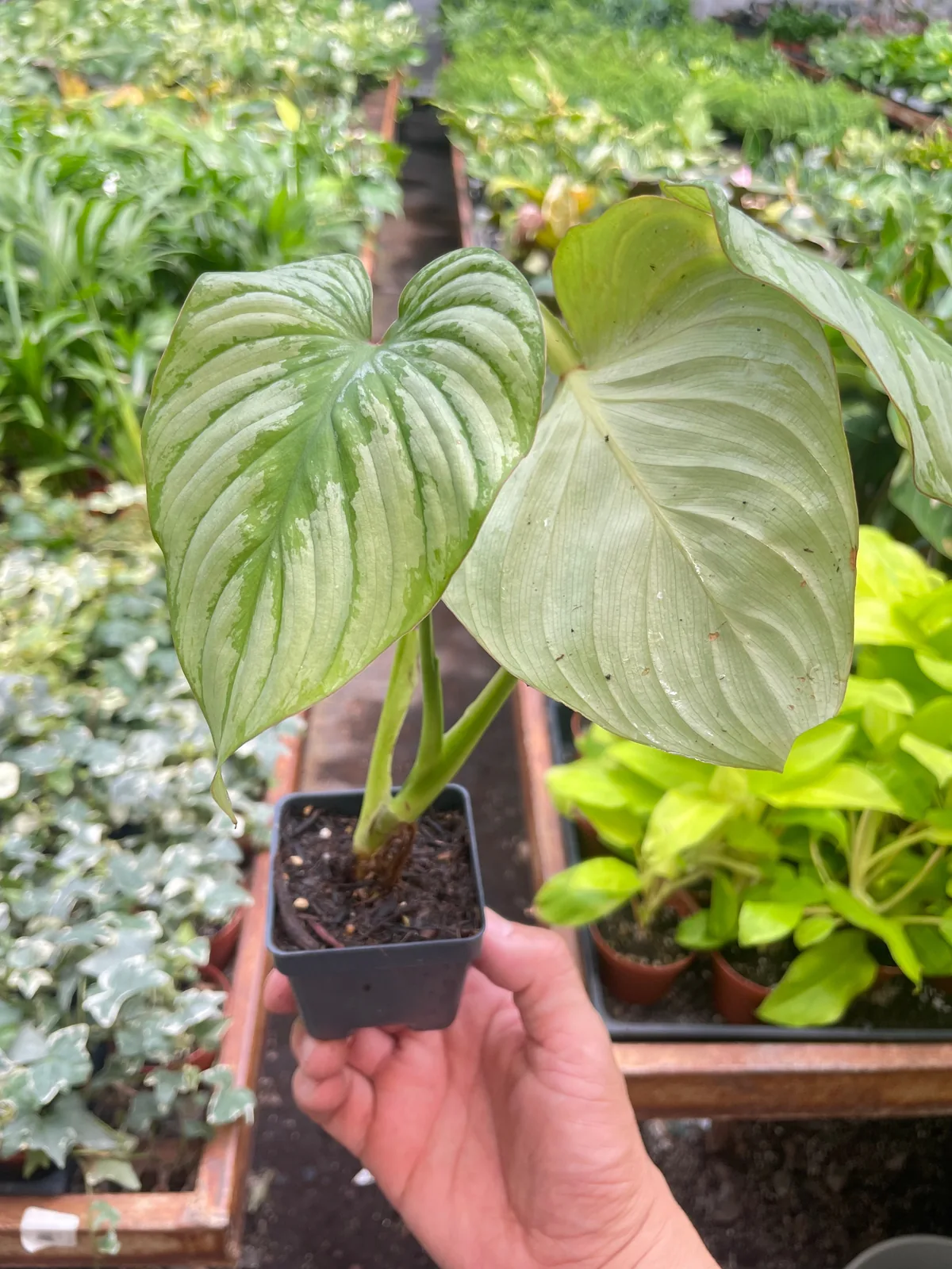 Philodendron 