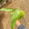 Philodendron Mayoi houseplant